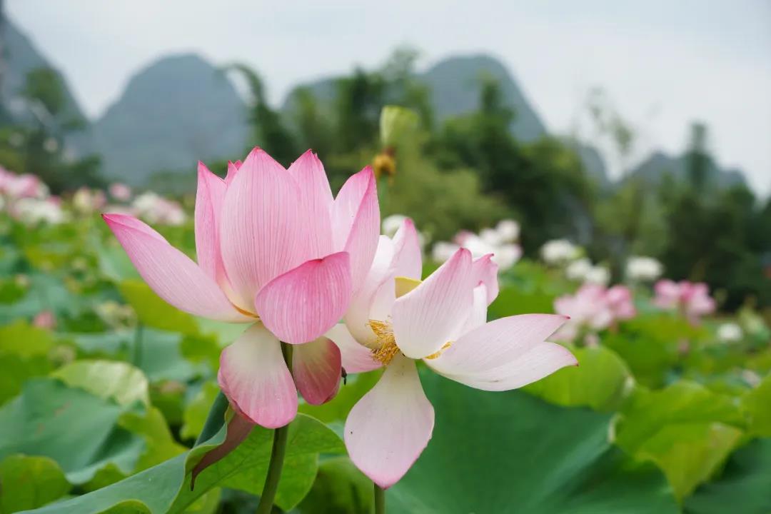 【荷处觅清凉】靖西：荷花盛开 避暑好去处