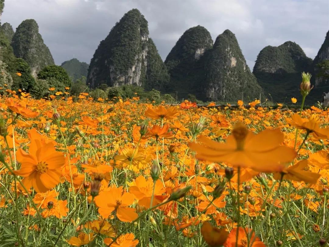 【秋游赏花】最美硫华菊，盛放黄金海，我言秋日胜春朝，秋游赏花正当时