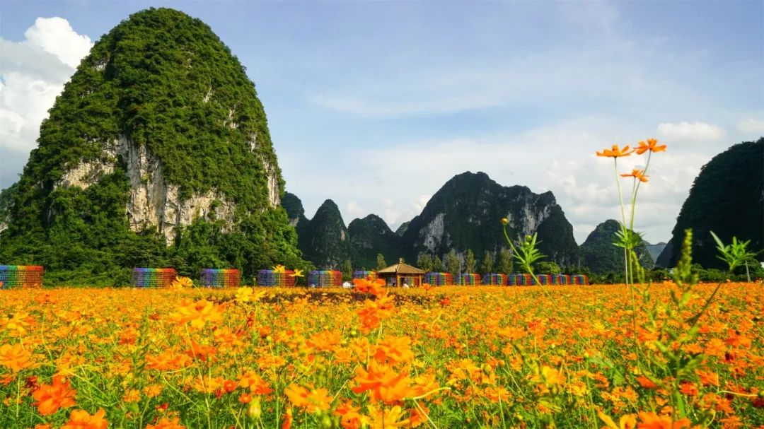 @靖西人，免费游旧州、看花海啦！五百亩硫华菊，热情盛放，赶快约起来！